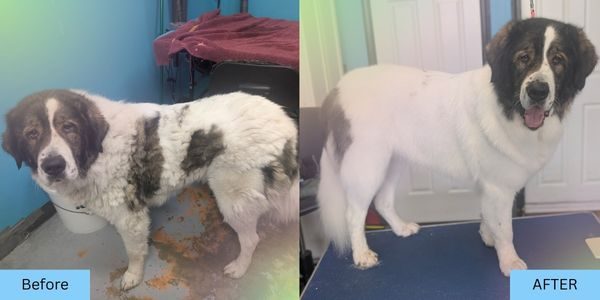 Before & After