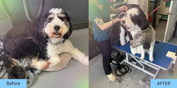 Before & During