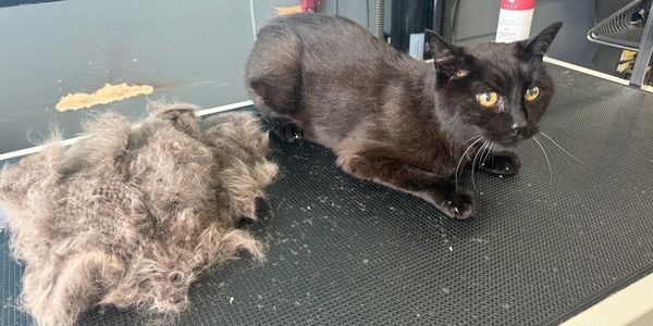Cat Grooming