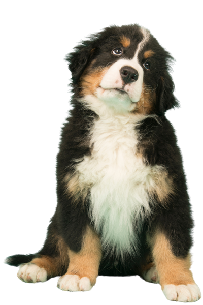 Dog Grooming Services Penticton