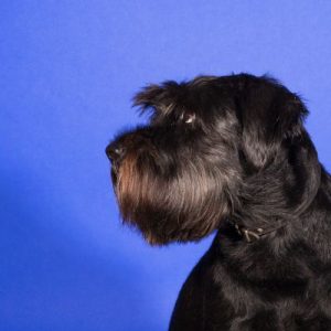 Specialty Dog Grooming Penticton